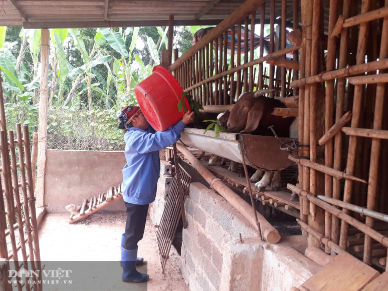 Bắt đầu năm 2017 đến nay tận dụng diện tích chuồng trại chăn nuôi lợn cũ, gia đình bà Bẩy, xã Tân Kim, huyện Phú Bình, tỉnh Thái Nguyên nuôi dê với số lượng lớn Bắt đầu năm 2017 đến nay tận dụng diện tích chuồng trại chăn nuôi lợn cũ, gia đình bà Bẩy, xã Tân Kim, huyện Phú Bình, tỉnh Thái Nguyên nuôi dê với số lượng lớn