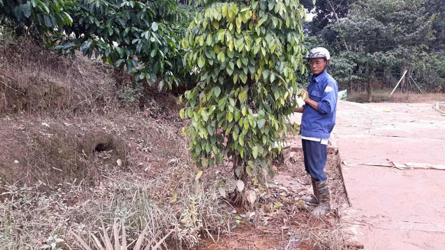 Cây hồ tiêu của gia đình ông Trần Hùng Tuấn - thôn Đắk Dế bị ngập, lá úa vàng và bắt đầu rụng lá, trái. Cây hồ tiêu của gia đình ông Trần Hùng Tuấn - thôn Đắk Dế bị ngập, lá úa vàng và bắt đầu rụng lá, trái.