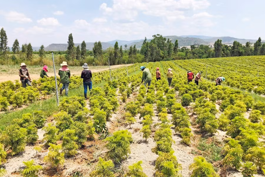 Vườn đinh lăng ở xã Pờ Tó (huyện Ia Pa) phát triển tốt trước khi bị sâu bệnh phá hủy. Ảnh: Phạm Ngọc