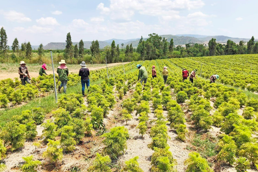 Vườn đinh lăng ở xã Pờ Tó (huyện Ia Pa) phát triển tốt trước khi bị sâu bệnh phá hủy. Ảnh: Phạm Ngọc