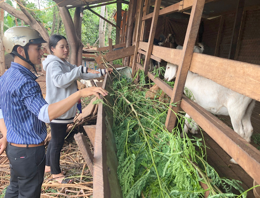 Mô hình chăn nuôi dê giúp người dân xã Ia Dreng (huyện Chư Pưh) phát triển kinh tế. Ảnh: Lê Nam