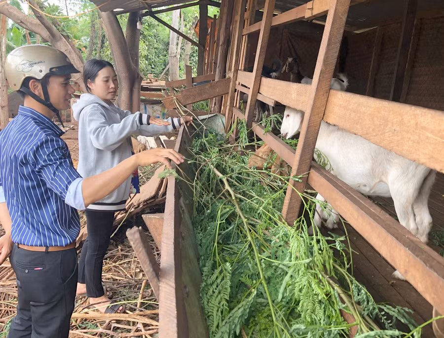 Mô hình chăn nuôi dê giúp người dân xã Ia Dreng (huyện Chư Pưh) phát triển kinh tế. Ảnh: Lê Nam
