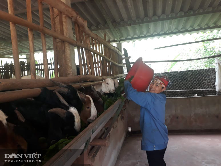 Theo bà Bảy, xã Tân Kim, huyện Phú Bình, tỉnh Thái Nguyên nguồn thức ăn của dê chủ yếu là cám và một số loại lá cây Theo bà Bảy, xã Tân Kim, huyện Phú Bình, tỉnh Thái Nguyên nguồn thức ăn của dê chủ yếu là cám và một số loại lá cây