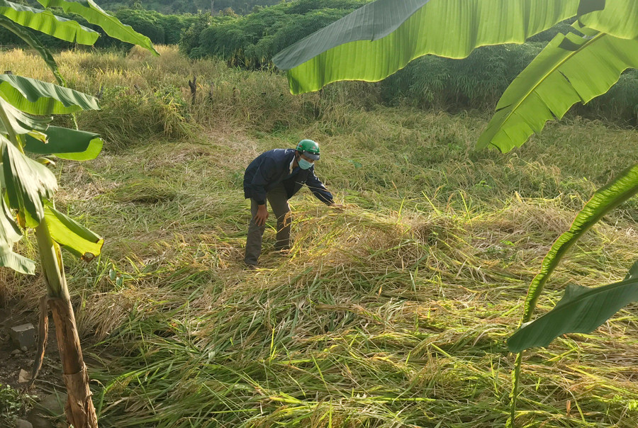 Mưa lớn kéo dài đã làm 11,7 ha lúa của người dân bị ngã, đổ gây giảm năng suất từ 50-70%.
