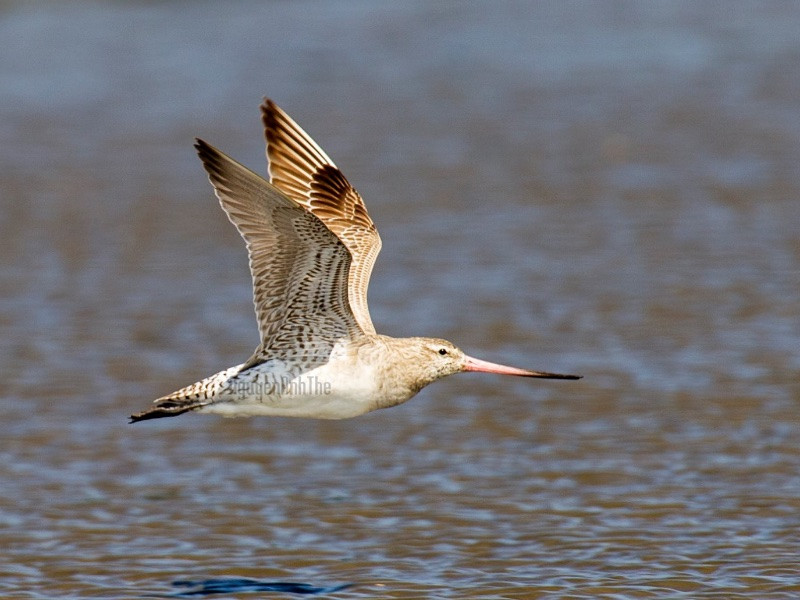Chú chim "như máy bay phản lực", vượt hơn 12.000 km trong 11 ngày không nghỉ ảnh 2