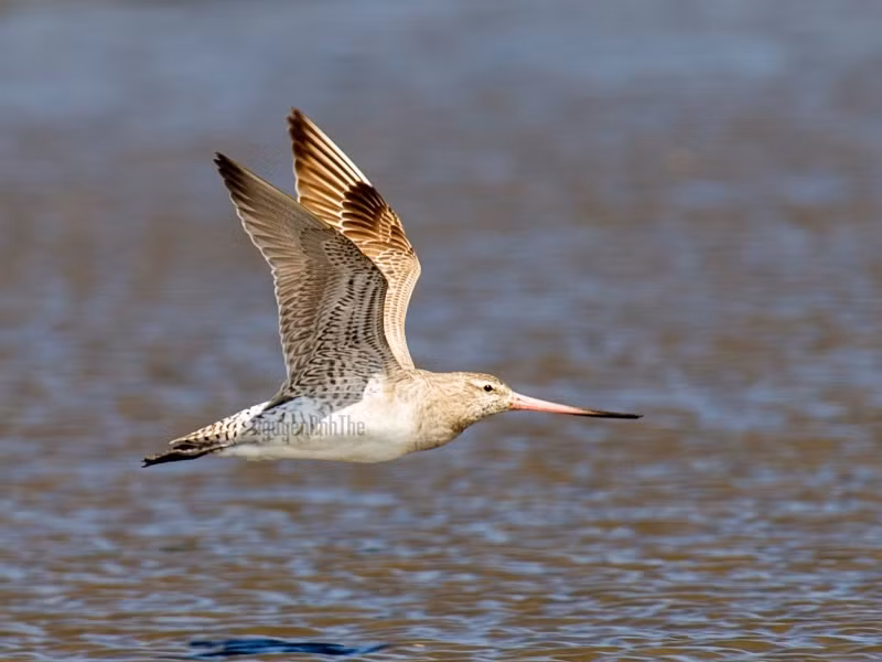 Chú chim "như máy bay phản lực", vượt hơn 12.000 km trong 11 ngày không nghỉ ảnh 2