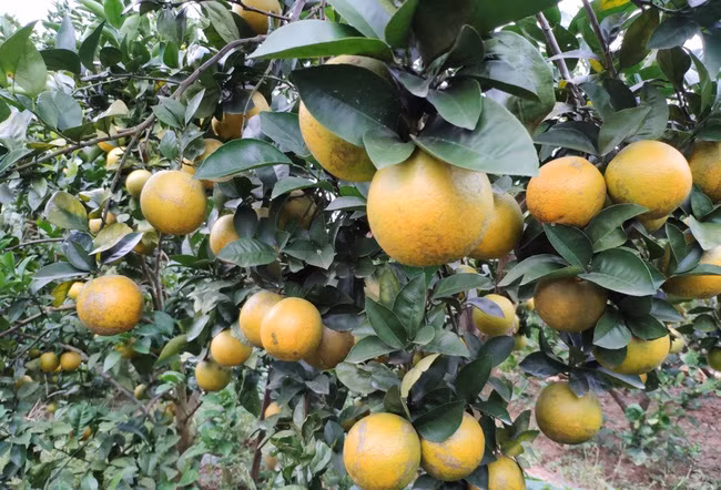 Những quả cam sai trĩu cành, mọng ngọt chờ đang chờ đón du khách đến thăm quan, trải nghiệm.