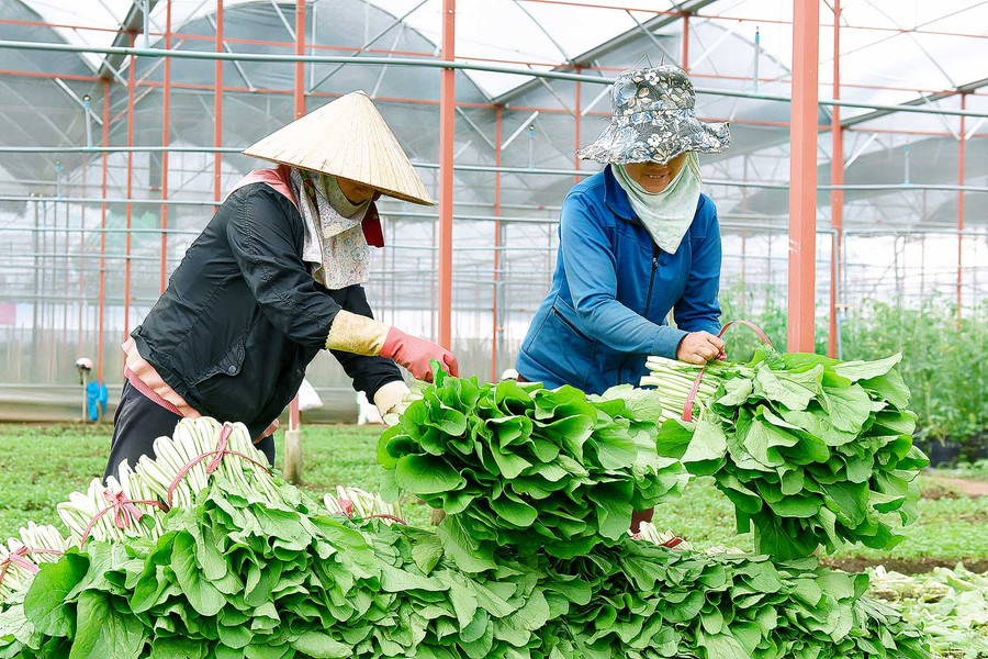 Ông Nguyễn Đình Lâm-Chủ tịch Hội đồng Quản trị kiêm Giám đốc HTX-cho biết: HTX đã áp dụng cơ giới hóa, ứng dụng sản xuất nông nghiệp theo tiêu chuẩn VietGAP cho các loại cây trồng, các sản phẩm rau, quả, ứng dụng công nghệ vào chăm sóc cây con, như: Tưới nước nhỏ giọt, tưới phun mưa, bón phân qua nước với phương thức tưới nhỏ giọt.