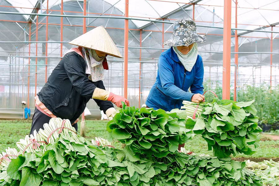 Ông Nguyễn Đình Lâm-Chủ tịch Hội đồng Quản trị kiêm Giám đốc HTX-cho biết: HTX đã áp dụng cơ giới hóa, ứng dụng sản xuất nông nghiệp theo tiêu chuẩn VietGAP cho các loại cây trồng, các sản phẩm rau, quả, ứng dụng công nghệ vào chăm sóc cây con, như: Tưới nước nhỏ giọt, tưới phun mưa, bón phân qua nước với phương thức tưới nhỏ giọt.