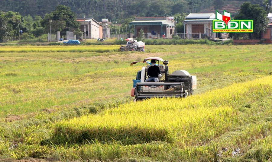  Đưa các giống mới vào sản xuất để thích ứng với biển đổi khí hậu, ngăn ngừa sâu bệnh, nâng cao năng suất, chất lượng