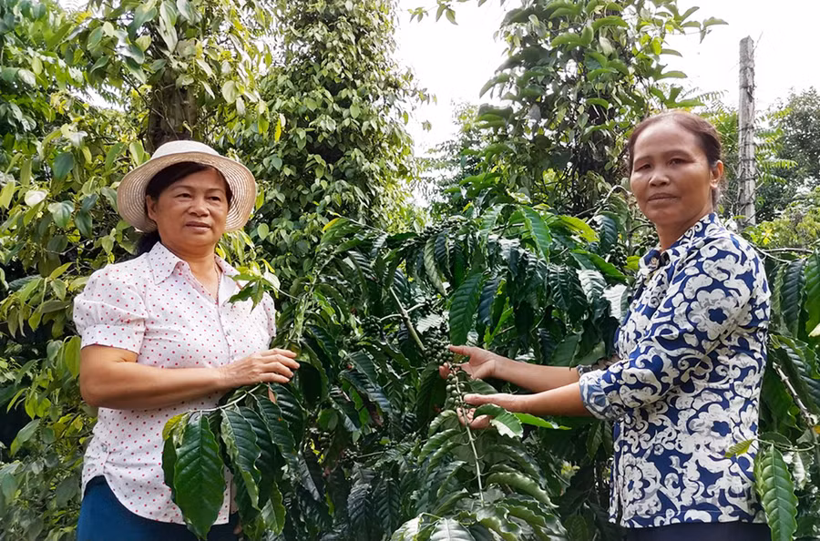  Nguồn vốn từ chương trình cho vay sản xuất kinh doanh vùng khó khăn đã trợ giúp nông dân có thêm nguồn lực đầu tư mùa vụ. Ảnh: S.C