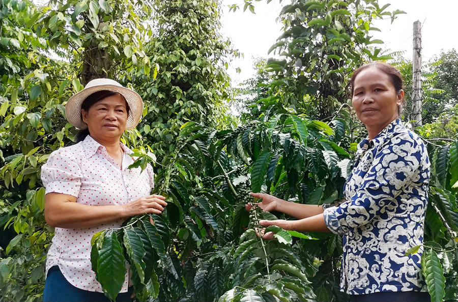  Nguồn vốn từ chương trình cho vay sản xuất kinh doanh vùng khó khăn đã trợ giúp nông dân có thêm nguồn lực đầu tư mùa vụ. Ảnh: S.C