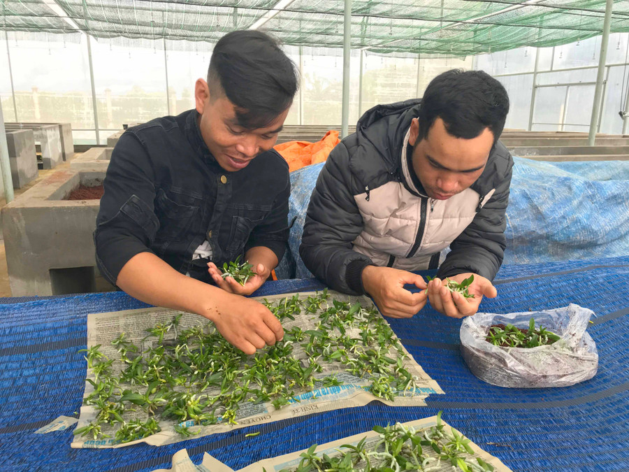 Anh Sin Ly (bìa trái) và anh Yô Na lựa chọn cây con lan hoàng nhạn tháng 8. Ảnh: Nguyễn Diệp