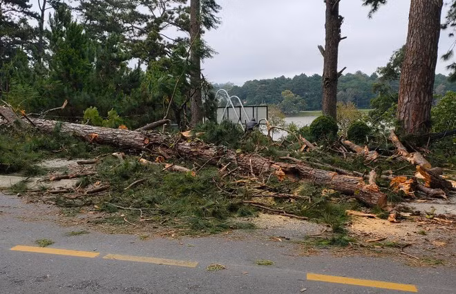 Thông cổ thụ gãy đổ trên đường Hồ Tùng Mậu ẢNH: G.B