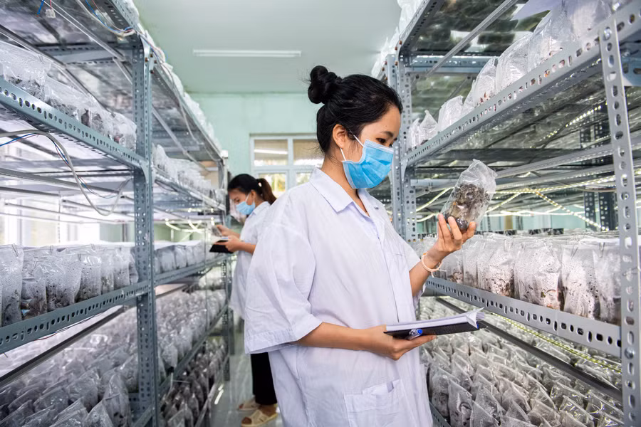 Kiểm tra, theo dõi các mô, tế bào và chồi trong phòng nuôi mẫu cấy. Ảnh: Đ.T