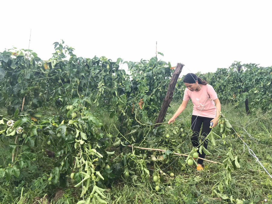 Vườn chanh dây rộng hơn 1,5ha với 1.350 gốc chanh dây bị phá hại chỉ sau một đêm.