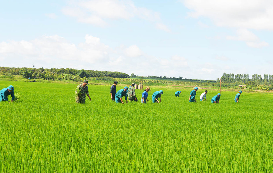 Lực lượng vũ trang huyện Ia Pa giúp người dân xã Pờ Tó làm lúa nước. Ảnh: Anh Huy Lực lượng vũ trang huyện Ia Pa giúp người dân xã Pờ Tó làm lúa nước. Ảnh: Anh Huy