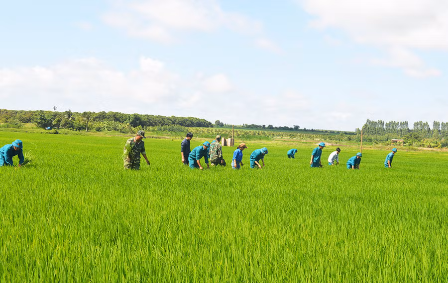 Lực lượng vũ trang huyện Ia Pa giúp người dân xã Pờ Tó làm lúa nước. Ảnh: Anh Huy