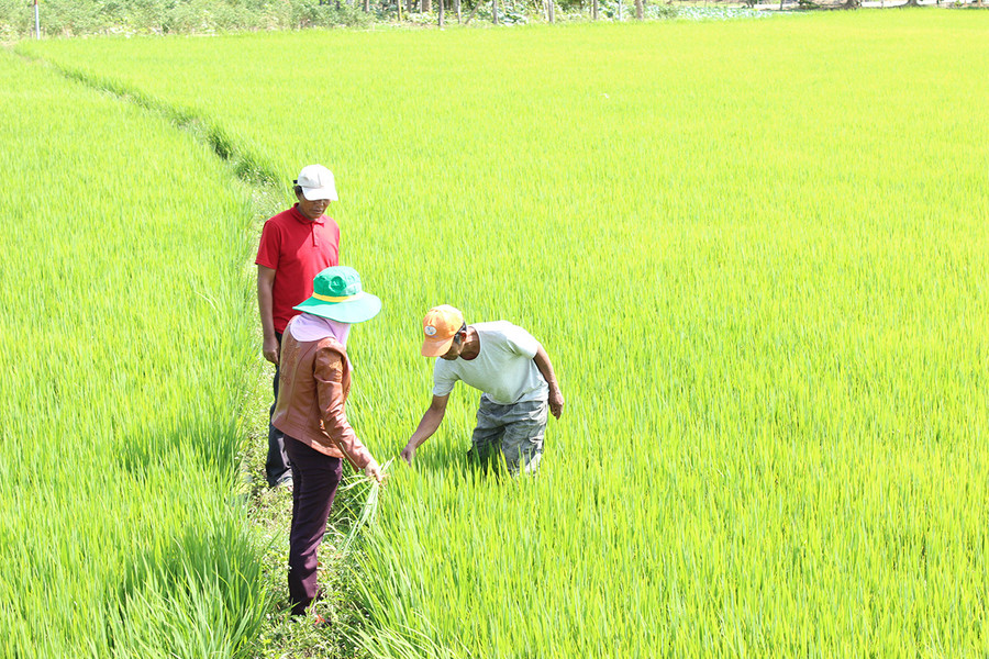 HTX Nông-lâm nghiệp Quyết Tiến (xã Ayun, huyện Mang Yang) liên kết với các hộ đồng bào sản xuất, tiêu thụ lúa theo hướng VietGAP. Ảnh: Nguyễn Diệp HTX Nông- lâm nghiệp Quyết Tiến( xã Ayun, huyện Mang Yang) liên kết với các hộ đồng bào sản xuất- tiêu thụ lúa theo hướng VietGAP