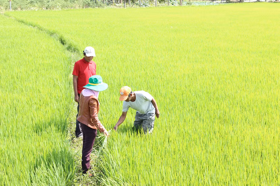 HTX Nông- lâm nghiệp Quyết Tiến( xã Ayun, huyện Mang Yang) liên kết với các hộ đồng bào sản xuất- tiêu thụ lúa theo hướng VietGAP
