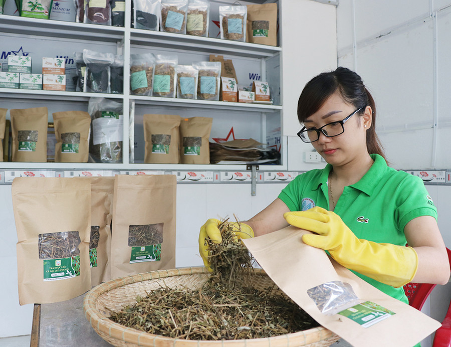 Hợp tác xã Nông nghiệp Tú An 1 đã bán gần 1 tấn cà gai leo khô trong 9 tháng năm 2020. Ảnh: Ngọc Minh Hợp tác xã Nông nghiệp Tú An 1 (thị xã An Khê) đã bán gần 1 tấn cà gai leo khô trong 9 tháng năm 2020. Ảnh: N.M