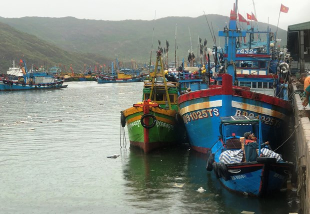 Tàu cá của ngư dân Bình Định đang neo đậu tránh bão số 5 tại cảng cá Quy Nhơn vào chiều 17/9. (Ảnh minh họa: Nguyên Linh/TTXVN)