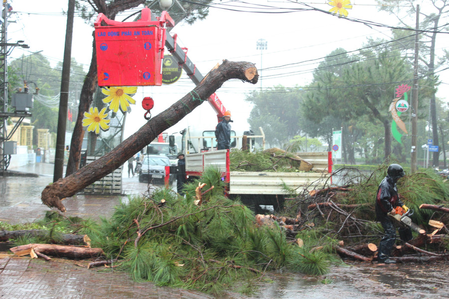 Nhiều cây xanh trên địa bàn thành phố bị đổ ngã. Ảnh: Quang Tấn