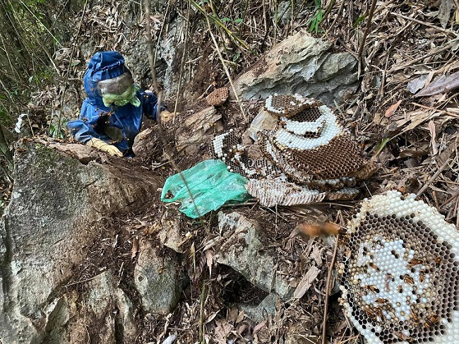 Săn ong là công việc cực kỳ vất vả vì họ phải trèo đèo lội suối, 