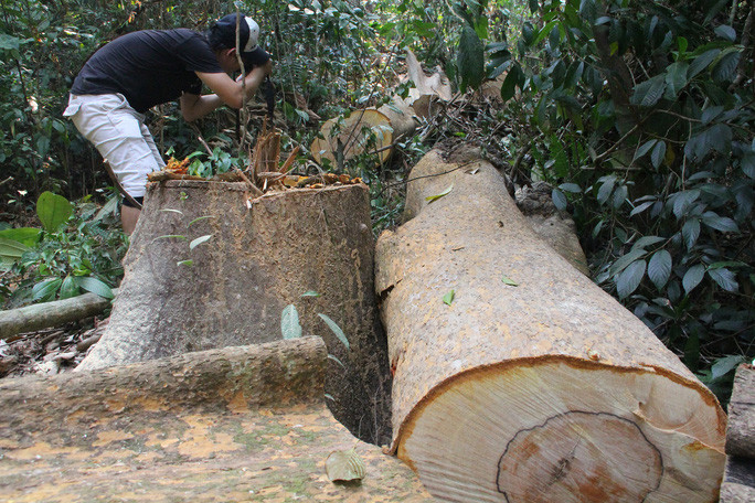 Nhiều cánh rừng tự nhiên ở tỉnh Quảng Nam bị lâm tặc tàn phá Ảnh: TRẦN THƯỜNG