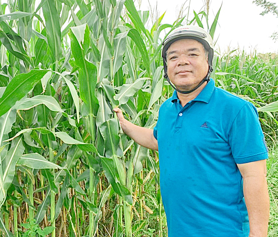 Ông Vũ Quang Thoại (buôn Chính Hòa, xã Ia Mlah, huyện Krông Pa) bên vườn bắp sinh khối của gia đình. Ảnh: Vũ Chi
