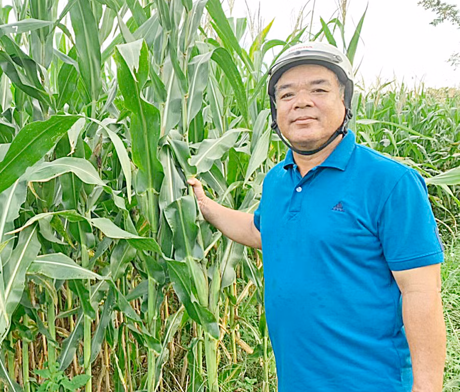 Ông Vũ Quang Thoại (buôn Chính Hòa, xã Ia Mlah, huyện Krông Pa) bên vườn bắp sinh khối của gia đình. Ảnh: Vũ Chi