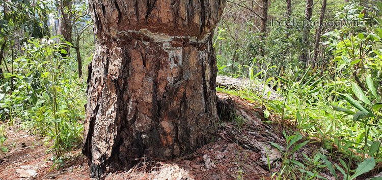 Cận cảnh thông bị “ken gốc”, trong số này có cây vừa mới bị sát hại thân còn ứa nhựa