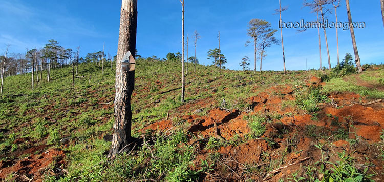 Ngoài việc “ken gốc”, khoan thân đổ thuốc độc, các đối tượng xấu còn đốt gốc để sát hại rừng thông