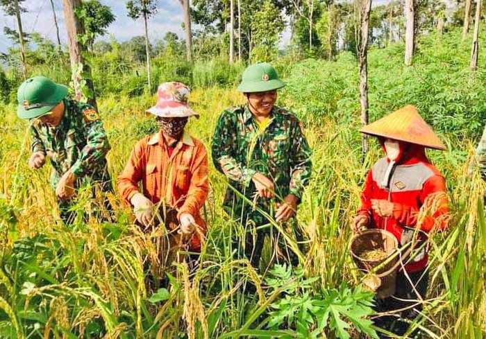 Cán bộ, chiến sĩ Đồn Biên phòng Ia O (huyện Ia Grai) giúp người dân thu hoạch lúa. Ảnh: Phương Dung