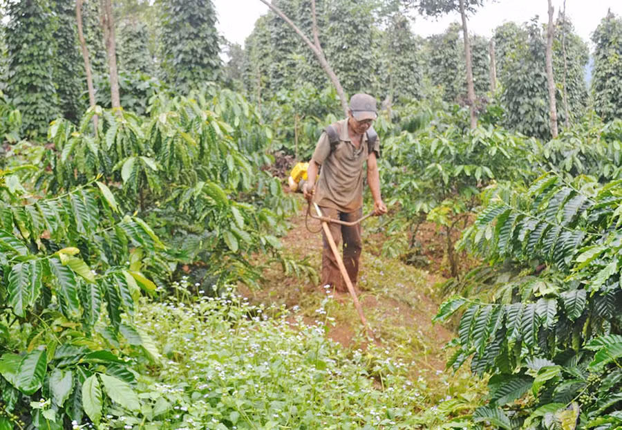 Cựu chiến binh Rơ Mah Punh (làng Yam, thị trấn Ia Kha, huyện Ia Grai) chăm sóc vườn cà phê của gia đình. Ảnh: Hoàng Cư