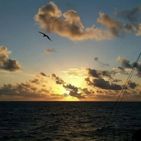  Hải âu..., người bạn của những thủy thủ quanh năm bám biển.