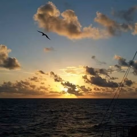  Hải âu..., người bạn của những thủy thủ quanh năm bám biển.