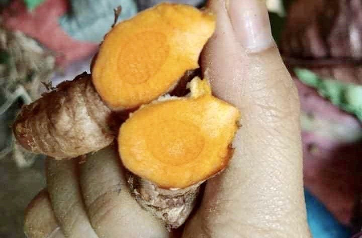 Củ nghệ có đặc tính chống ung thư và có khả năng ngăn ngừa đột biến gene. Ảnh: Hạ Mây