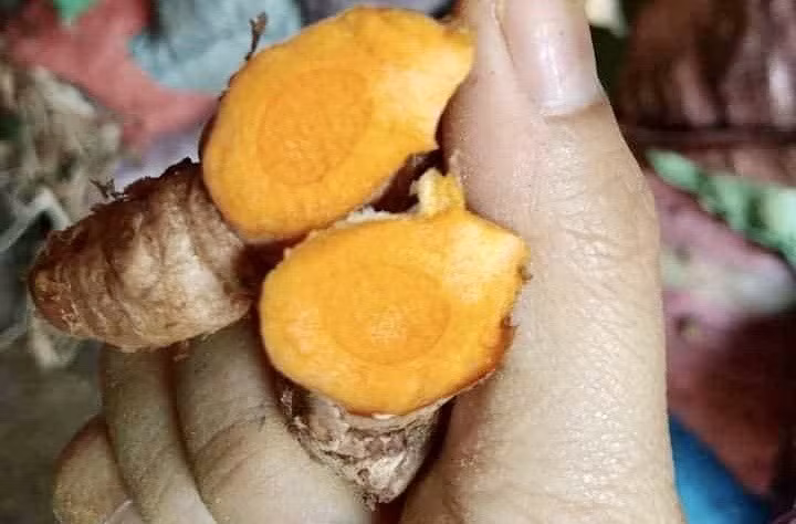 Củ nghệ có đặc tính chống ung thư và có khả năng ngăn ngừa đột biến gene. Ảnh: Hạ Mây