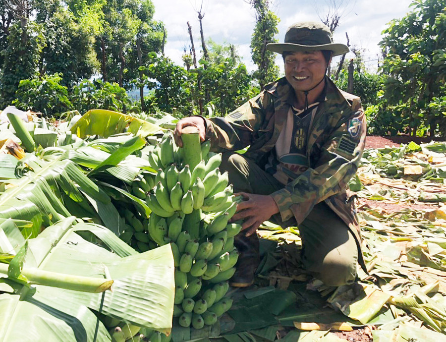 Anh Y Wan phấn khởi vì diện tích chuối cho năng suất cao. Ảnh: Anh Huy