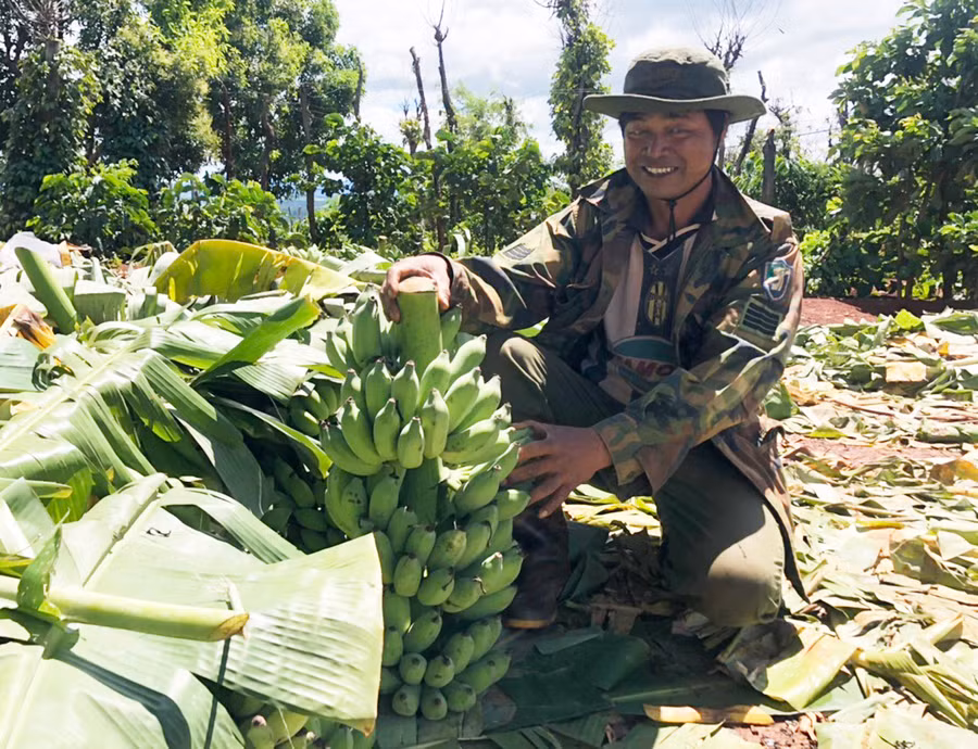 Anh Y Wan phấn khởi vì diện tích chuối cho năng suất cao. Ảnh: Anh Huy