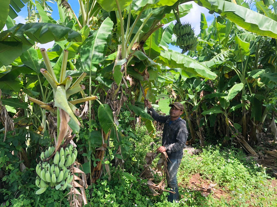  Anh Nhí (làng Tơ Drăh, xã Bar Măih, huyện Chư Sê) đã cải tạo diện tích đất bỏ trống để trồng chuối. Ảnh: Anh Huy