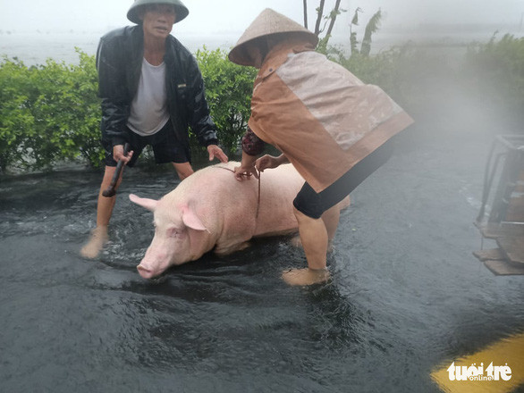 Nam giới được huy động để đưa cụ già, trẻ nhỏ đi tránh lũ - Ảnh: VĂN ĐỊNH