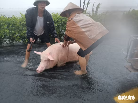 Nam giới được huy động để đưa cụ già, trẻ nhỏ đi tránh lũ - Ảnh: VĂN ĐỊNH