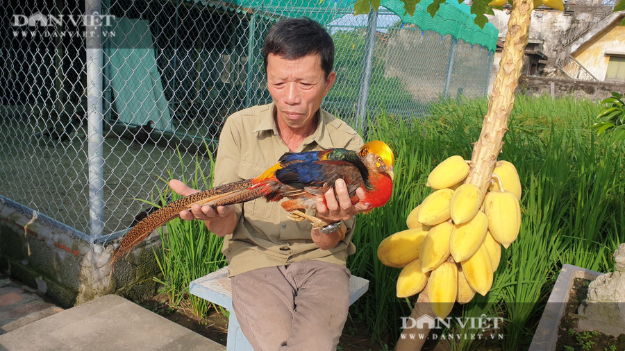 Nguyễn Đình Thiên, xóm 13 Giao Thịnh, huyện Giao Thủy (tỉnh Nam Định) cho hay, chim trĩ bảy màu trống có màu sắc rực rõ, đuôi dài ...có giá khoảng 5 triệu đồng. Nguyễn Đình Thiên, xóm 13 Giao Thịnh, huyện Giao Thủy (tỉnh Nam Định) cho hay, chim trĩ bảy màu trống có màu sắc rực rõ, đuôi dài ...có giá khoảng 5 triệu đồng.