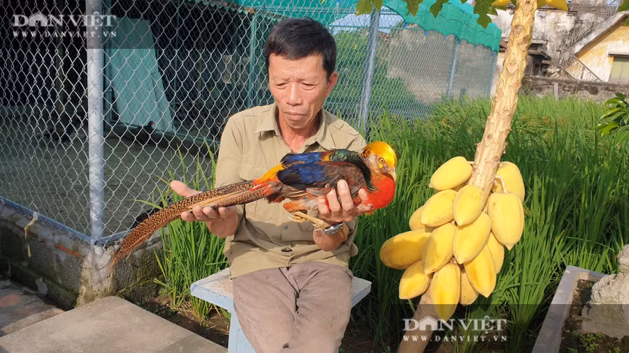 Nguyễn Đình Thiên, xóm 13 Giao Thịnh, huyện Giao Thủy (tỉnh Nam Định) cho hay, chim trĩ bảy màu trống có màu sắc rực rõ, đuôi dài ...có giá khoảng 5 triệu đồng.