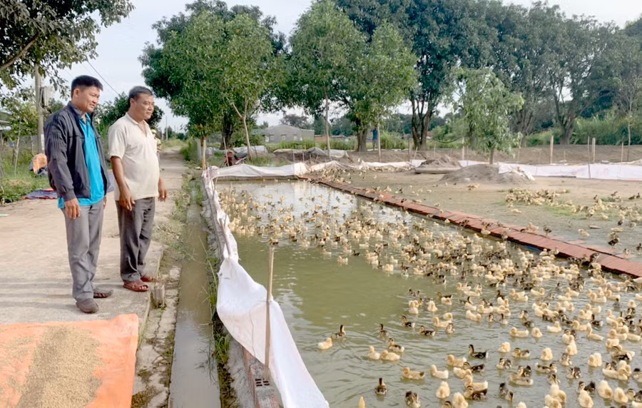 Ông Đào Minh Châu (bên phải)-Chủ tịch Hội đồng quản trị kiêm Giám đốc HTX Thủy cầm Ia Peng chia sẻ cách chăm sóc vịt con. Ảnh: V.C