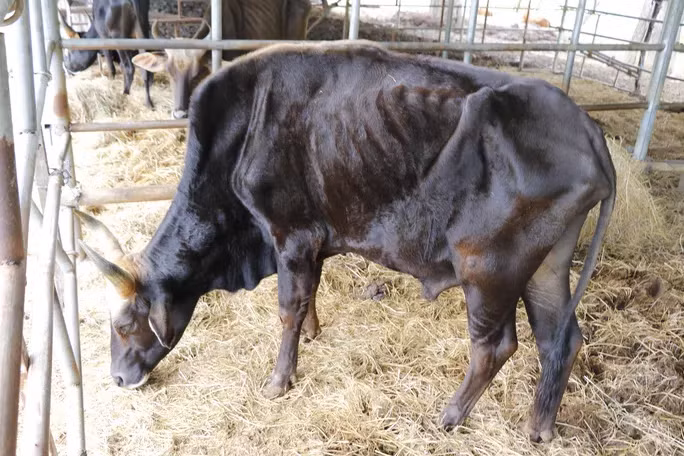 Một trong những con bò trong đàn bò tót lai ốm đói trơ xương Ảnh: NHƯ THỪA