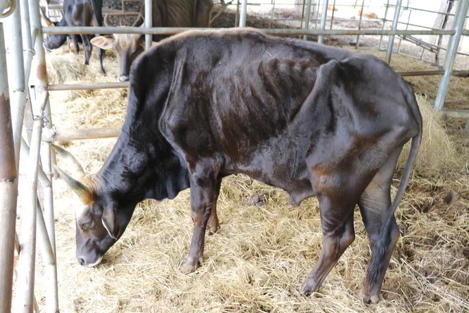 Một trong những con bò trong đàn bò tót lai ốm đói trơ xương Ảnh: NHƯ THỪA