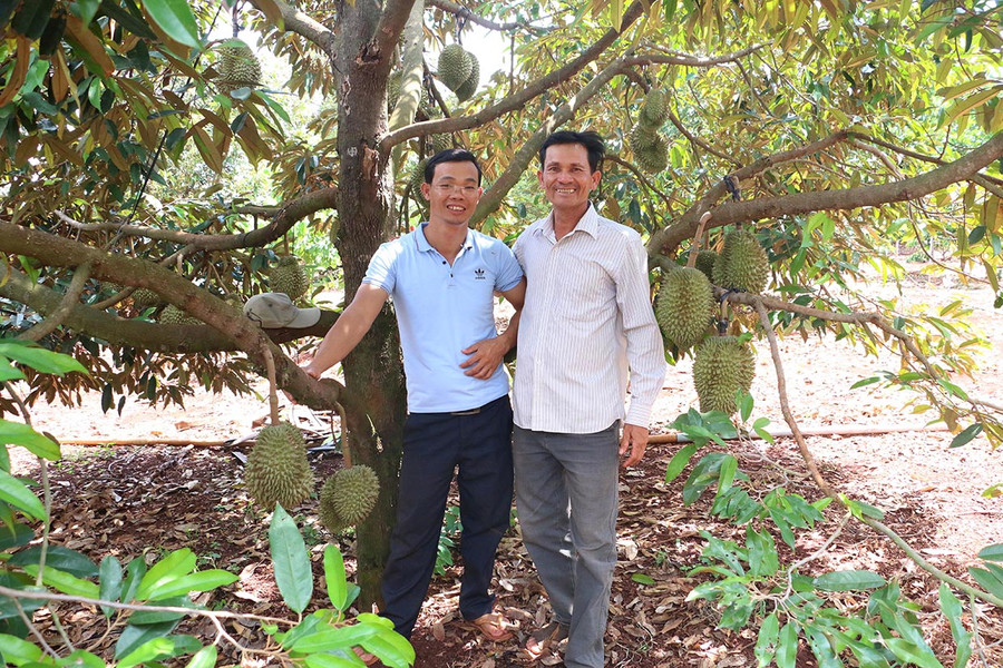 Sầu riêng VietGAP của HTX Đại Ngàn huyện Chư Pưh được chứng nhận 3 sao. Ảnh: Nguyễn Diệp